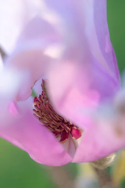 庭の満開の紫のマグノリア — ストック写真