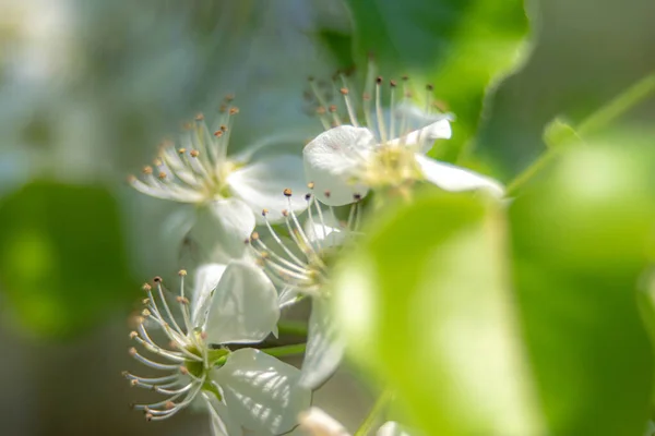 Zierbirnenbaum Blüht Vorfrühling März — Stockfoto