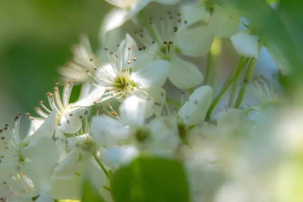 Prydnads Päron Träd Blommor Tidigt Våren Mars — Stockfoto