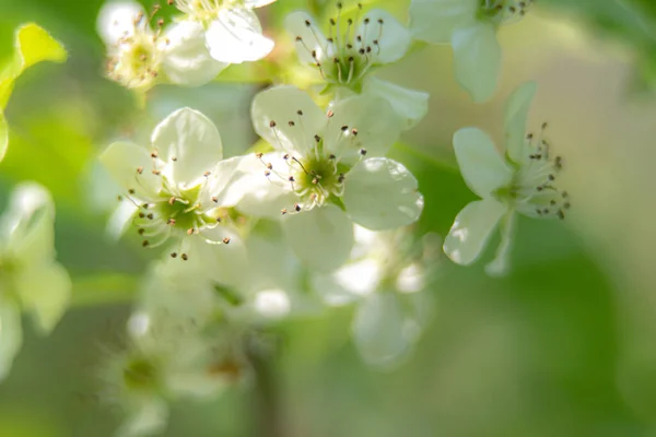 Süslü Armut Ağacı Martın Ilkbaharında Çiçek Açar — Stok fotoğraf