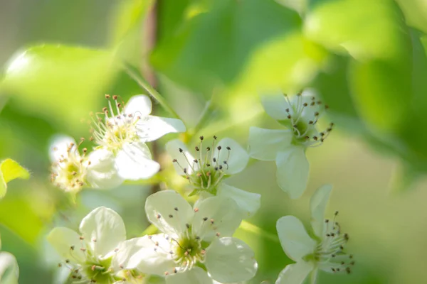 Zierbirnenbaum Blüht Vorfrühling März — Stockfoto