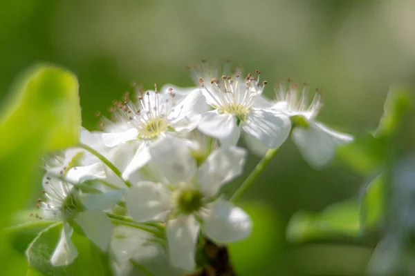 Süslü Armut Ağacı Martın Ilkbaharında Çiçek Açar — Stok fotoğraf