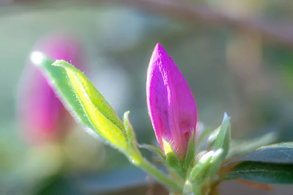 Blühende Azaleen Frühling — Stockfoto