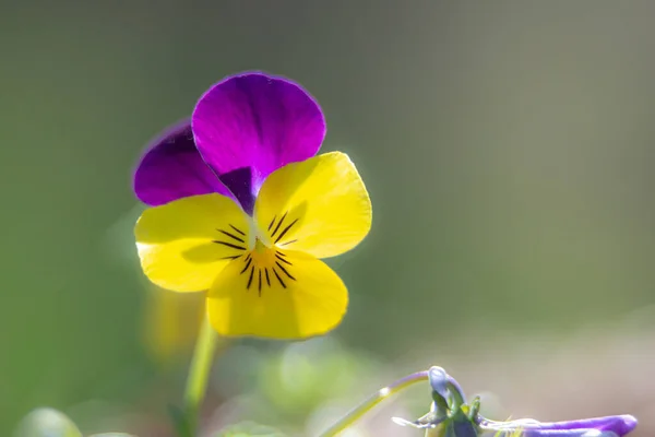三色紫罗兰与紫色和黄色的色调 — 图库照片