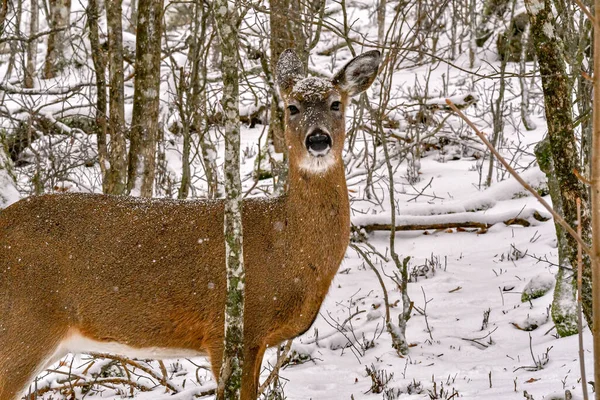 冬季山里的白尾鹿 — 图库照片