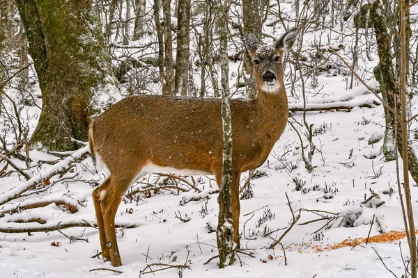 冬季山里的白尾鹿 — 图库照片