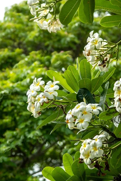 Frangipani flower tree in oahu hawaii