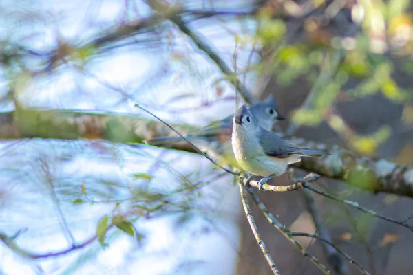 Пташенята Птах Сидить Гілці Дерева Навесні — стокове фото