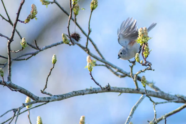 春になると木の枝に鳥が出没し — ストック写真