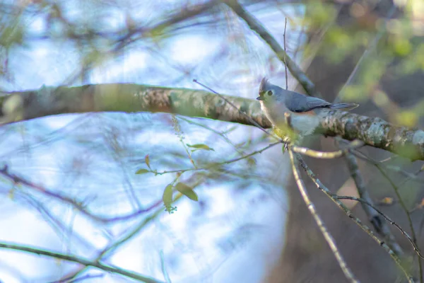 Chickadee Bird Perched Tree Branch Spring — Stock Photo, Image