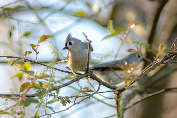 Νεοσσών Πουλί Σκαρφαλωμένο Ένα Κλαδί Δέντρου Την Άνοιξη — Φωτογραφία Αρχείου