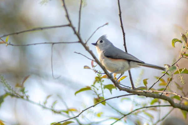 春になると木の枝に鳥が出没し — ストック写真
