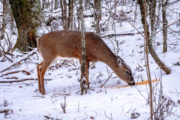 White Tail Deer Doe Snow Covered Forest — Stock Photo, Image