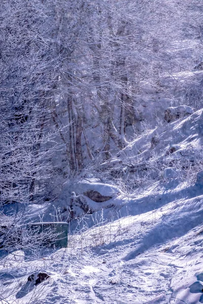 Kuzey Carolina Kayın Dağı Yakınlarındaki Kış Kar Manzarası — Stok fotoğraf