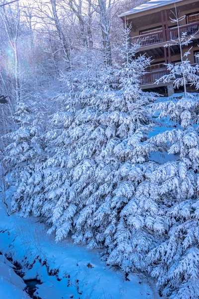 Paisaje Invierno Nieve Cerca Montaña Haya Norte Carolina — Foto de Stock