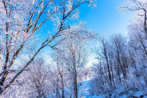 Vinter Och Snö Landskap Nära Bok Berg Norra Carolina — Stockfoto