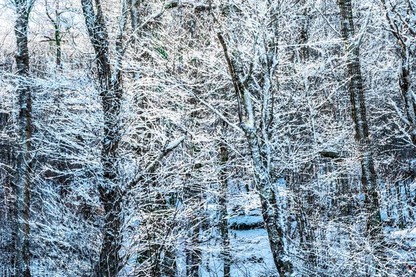 Χειμώνα Και Χιόνι Τοπίο Κοντά Στο Βουνό Οξιά Βόρεια Καρολίνα — Φωτογραφία Αρχείου