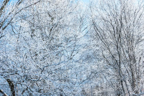 카롤리나의 너도밤나무 근처에 눈덮인 — 스톡 사진
