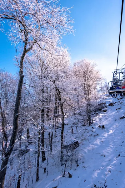 Winter Snow Scenery Beech Mountain North Carolina — Stock Photo, Image