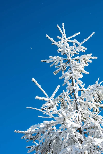 Zimní Sněhová Scenérie Blízkosti Bukové Hory Severní Karolína — Stock fotografie