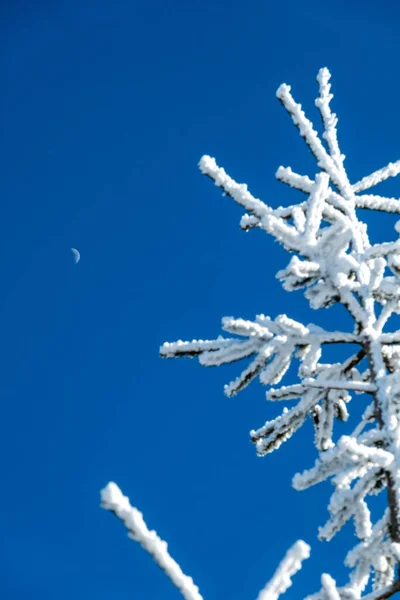 Inverno Neve Paisagem Perto Faia Montanha Norte Carolina — Fotografia de Stock