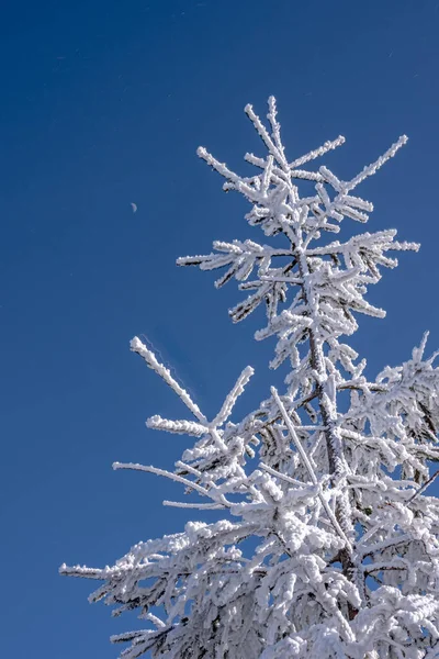 Зимові Снігові Пейзажі Біля Гори Бук Північна Кароліна — стокове фото