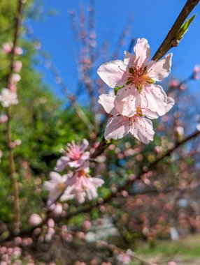 Mahalle sahnelerinde ilkbahar başları