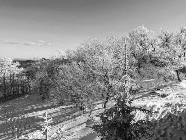 Пейзажи Зимние Пейзажи Буковой Горе Северной Каролины — стоковое фото
