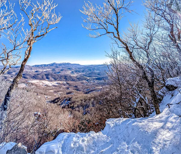 Paesaggi Scene Invernali Faggio Montagna Nord Carolina — Foto Stock