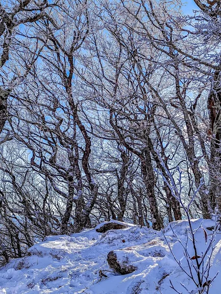 Τοπία Και Χειμερινές Σκηνές Στο Βουνό Οξιά Βόρεια Καρολίνα — Φωτογραφία Αρχείου