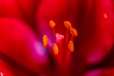 Zambak çiçekleri bir ev bahçesinde makro