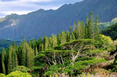  Hawaii 'deki Oahu adasında Pali Gözcüsü. Parlak yeşil yağmur ormanları, dikey uçurumlar ve canlı mavi gökyüzü.