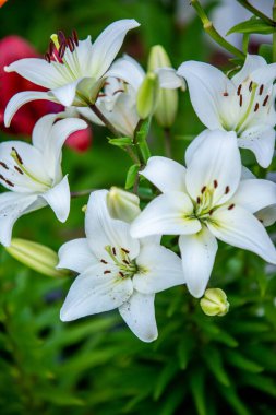 Zambak çiçekleri bir ev bahçesinde makro