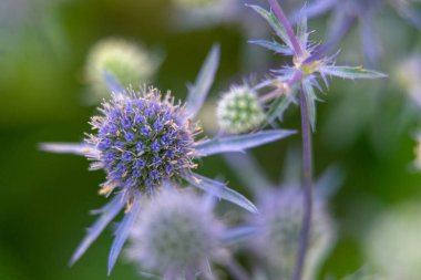 Eryngium planum, Apiaceae familyasından bir bitki türü.