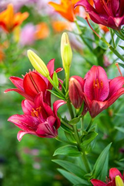 Zambak çiçekleri bir ev bahçesinde makro