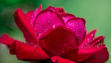 Su damlacıkları ile koyu kırmızı gül makrosu