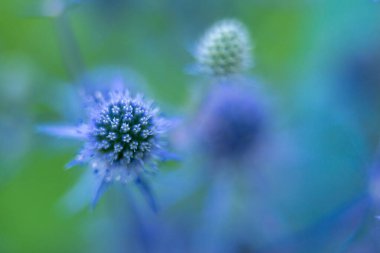 Eryngium planum, Apiaceae familyasından bir bitki türü.
