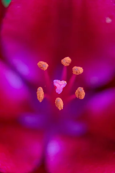 Zambak Çiçekleri Bir Bahçesinde Makro — Stok fotoğraf