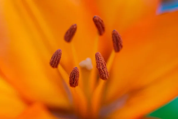 Zambak Çiçekleri Bir Bahçesinde Makro — Stok fotoğraf
