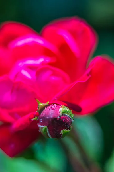 Macro Rose Rouge Foncé Avec Gouttelettes Eau — Photo