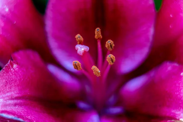 Lily Flowers Macro Home Garden — Stock Photo, Image