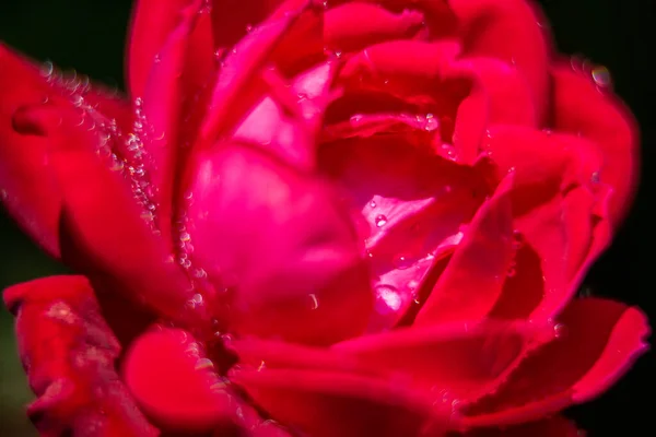 Vermelho Escuro Rosa Macro Com Gotas Água — Fotografia de Stock