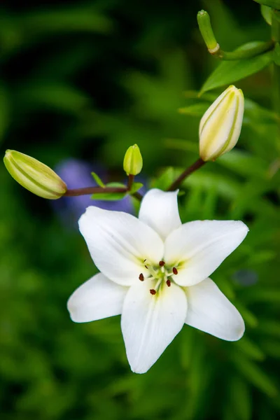 家庭花园中的百合花 — 图库照片