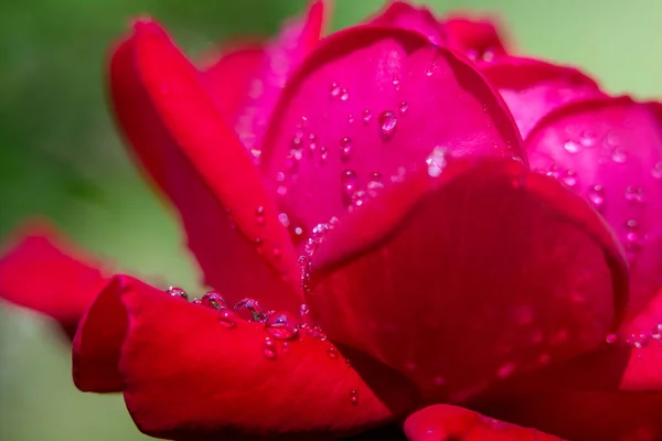 Темно Красный Розовый Макрос Капельками Воды — стоковое фото