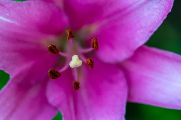 Flores Lirio Macro Jardín Casero — Foto de Stock