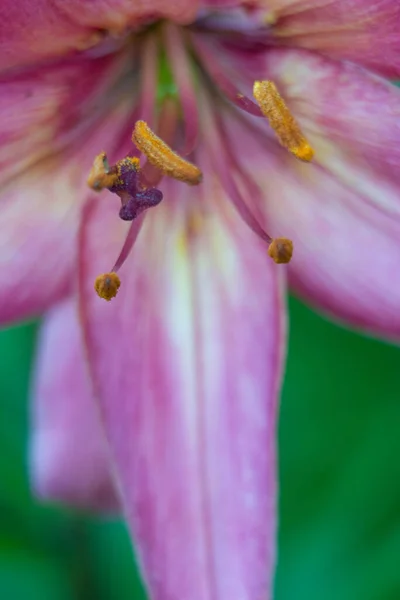 Квіти Лілії Макрос Домашньому Саду — стокове фото
