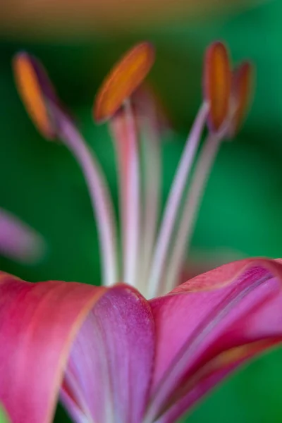 Fleurs Lis Macro Dans Jardin Maison — Photo