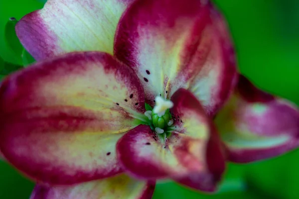 Lilie Květiny Makro Domácí Zahradě — Stock fotografie