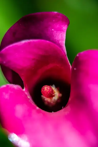 Krásná Červená Rumovo Liliová Květinka Venku — Stock fotografie