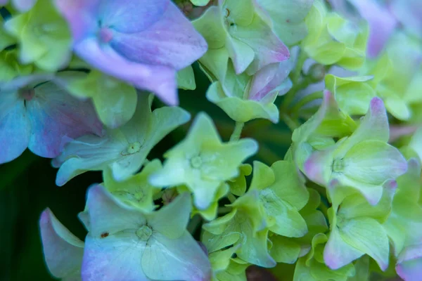 Detalle Flores Hortensia Púrpura Floreciendo — Foto de Stock